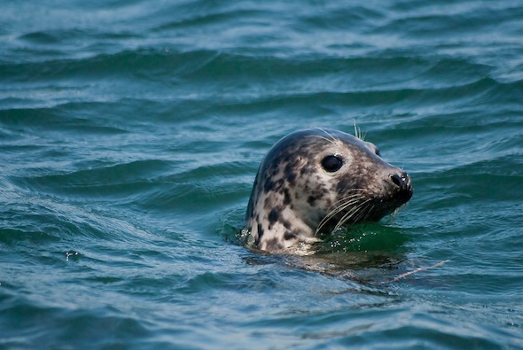 Baby Harbour Seal. Photo Credit: atrphoto.