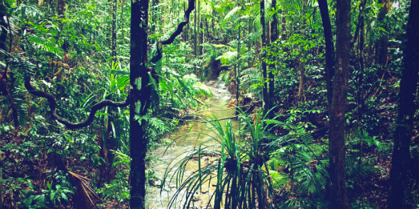 Daintree Rainforest. (Photo: Paul d'Ambra via FLickr)