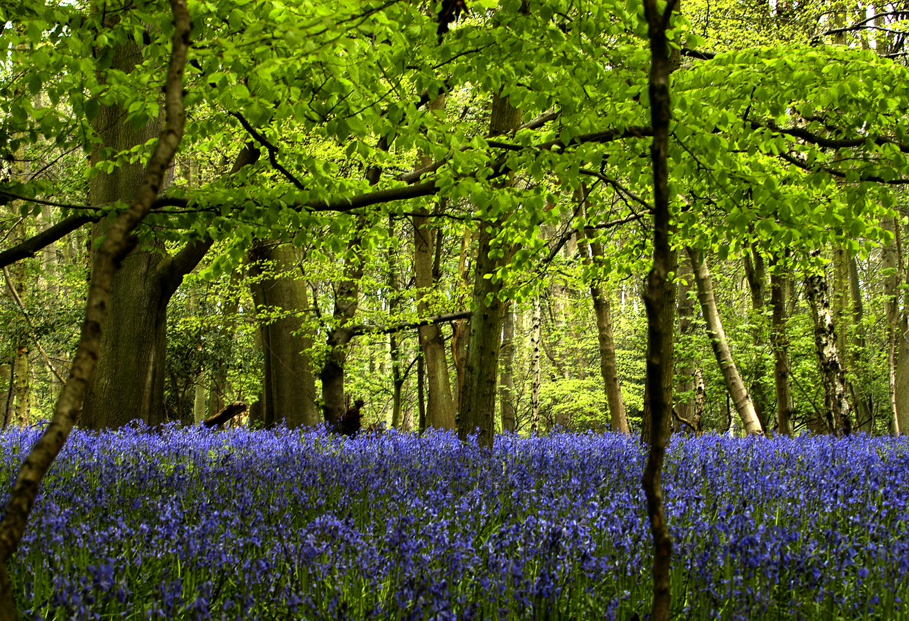 Bluebell woods in the Chilterns. (Photo: Oli Anderson)