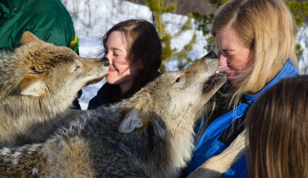 Welcome to the pack (Photo: Chris Allsop)