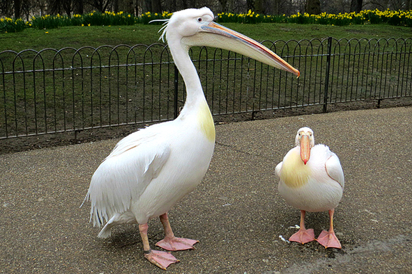 Pelicans in St. James Park (Photo: Graham C99 via Flickr)