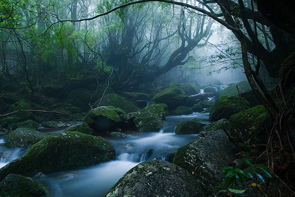 Mononoke Forest (Photo: Casey Yee via Flickr)