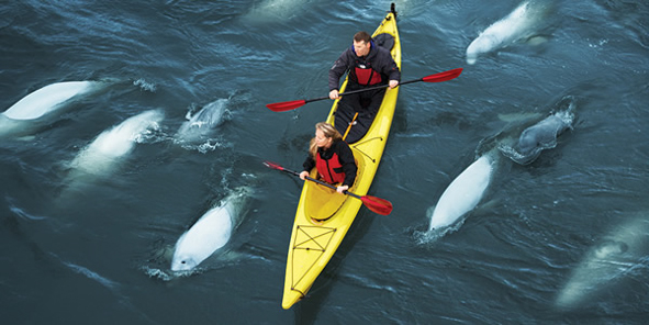 Kayaking with beluga whales (Photo: Alex de Vries)