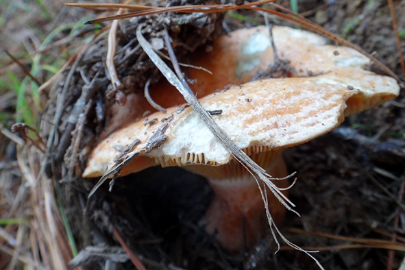A saffron milk cap mushroom on the forest floor (Photo: Ian Sutton via Flickr)