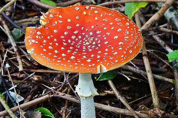 A fly agaric - not for eating! (Photo: caztar via Flickr)