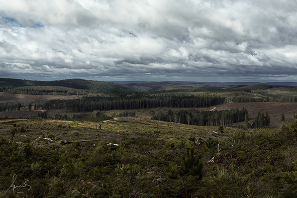 Dappled light over the Oberon (Photo: Sacha Fernandez via Flickr)