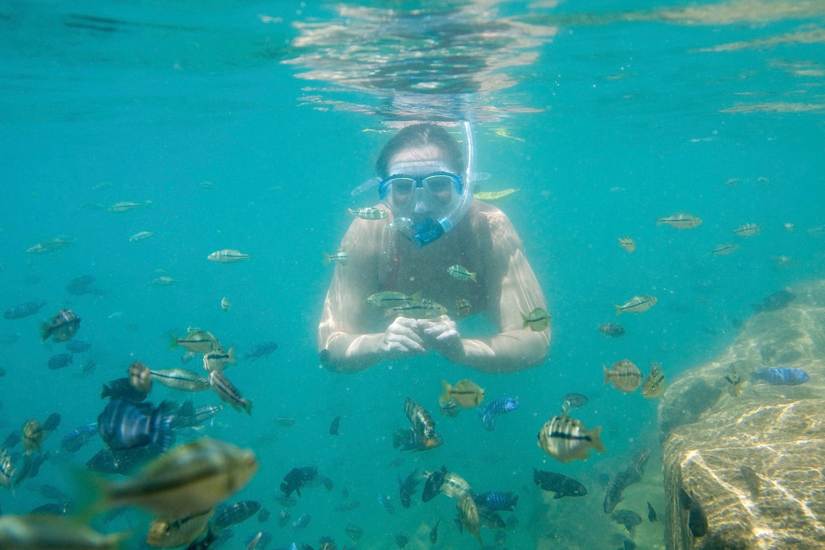 Swimming with Lake Malawi's cichlids (photo: Danforth Lodge)