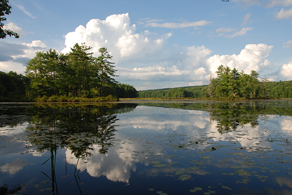 A view of Harvard Pond (Photo: David Foster)