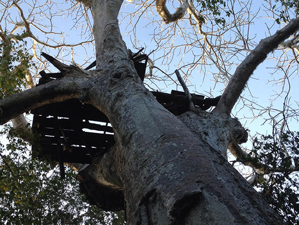A precarious platform. Exploring baobabs in the coastal forest (Photo: Dan Ayres)