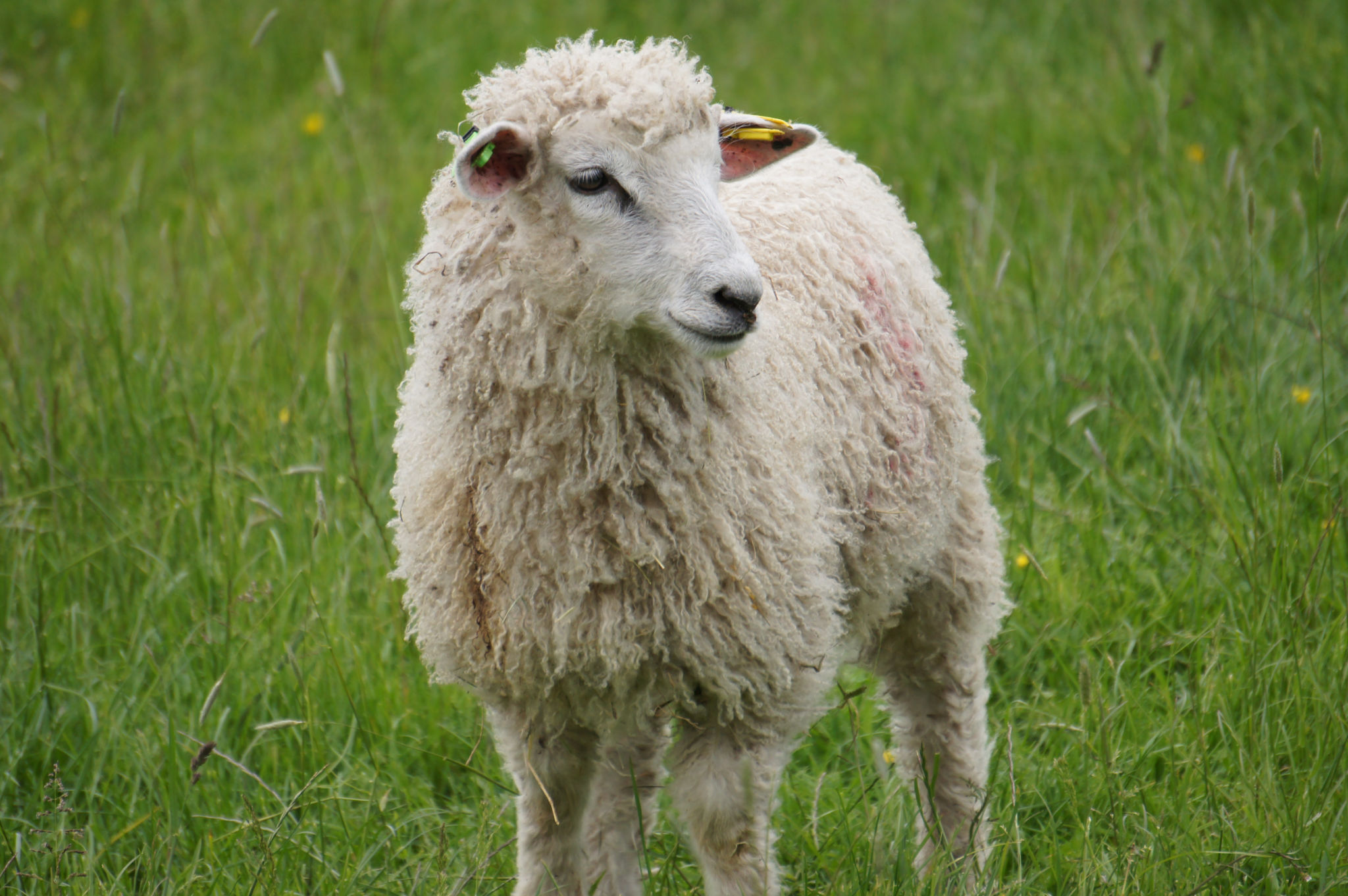 Gorse Hill City Farm