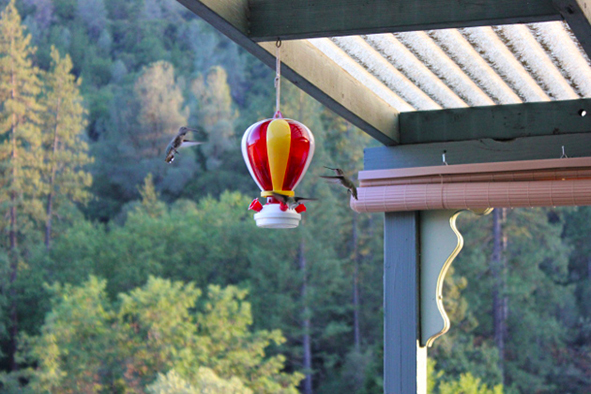 A busy hummingbird feeder in Mariposa (photo credit: Jeff Rindskopf)