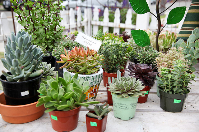 A selection of succulents at Dragonfly Shops and Gardens (Photo: Lindsey Garrett via Flickr)