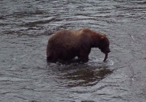 This is what lunch looks like, Katmai. (Photo: Christopher Kompanek)