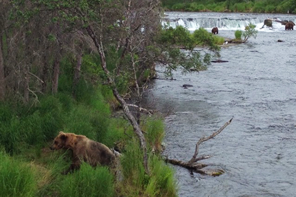 Wandering away from the fish sleuth, Katmai (Photo: Christopher Kompanek)