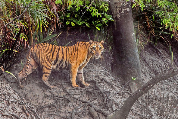 Royal Bengal Tiger, Sundarbans (Photo: Dibyendu Ash via WikiCommons)