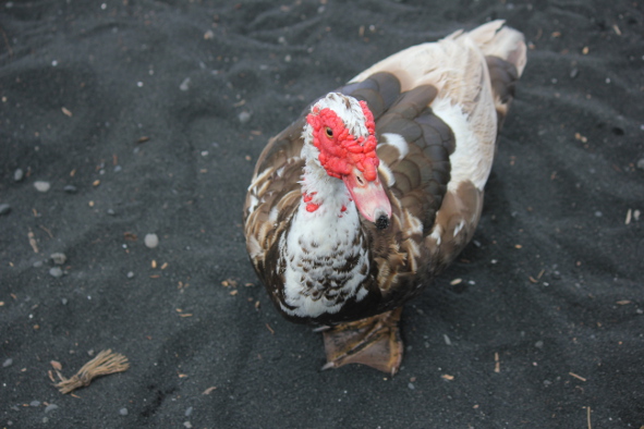 A Muscovy Duck (Photo: Jeff Rindskopf)
