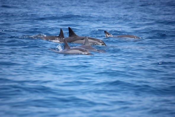 A pod of bottlenose dolphins near Kailua-Kona (Photo: Jeff Rindskopf)