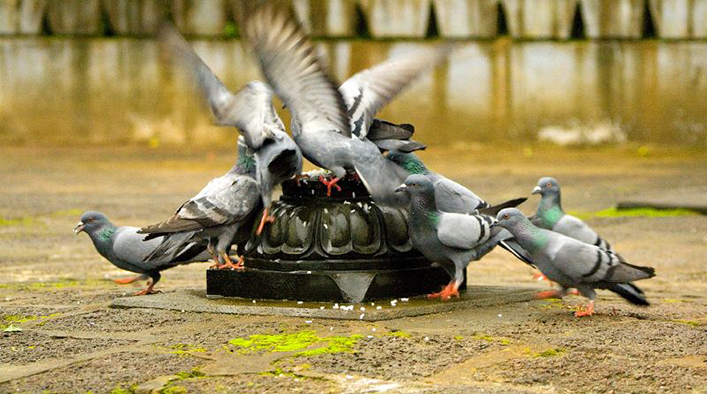 Feeding time (Photo: Sowmya's Photography via Flickr)