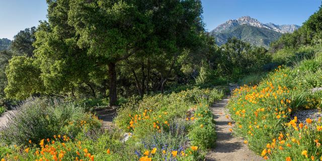 Santa Barbara Botanic Gardens