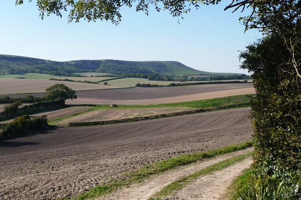 South Downs scenery (Photo: Rebecca Steel)