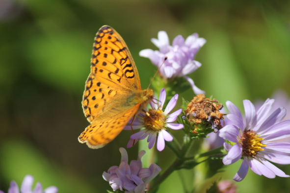 A butterfly on a wildflower in Glacier National Park (Photo: Jeff Rindskopf)