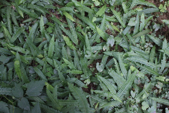 Ferns are part of the dense vegetation covering the forest floor (Photo: Jeffrey Rindskopf)