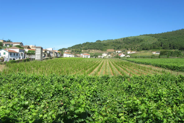 The vineyards at Morgadio-da-Calcada (Photo: Mike Dunphy)