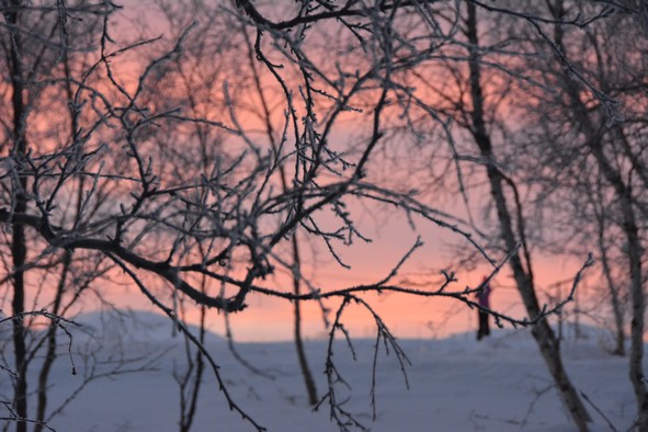 Sunrise beyond the branches, Abisko National Park (Photo: Rodrigo Kleinert)