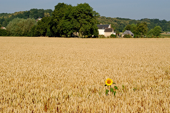 Some kind of metaphor (Photo: Daniel Jolivet via Flickr)