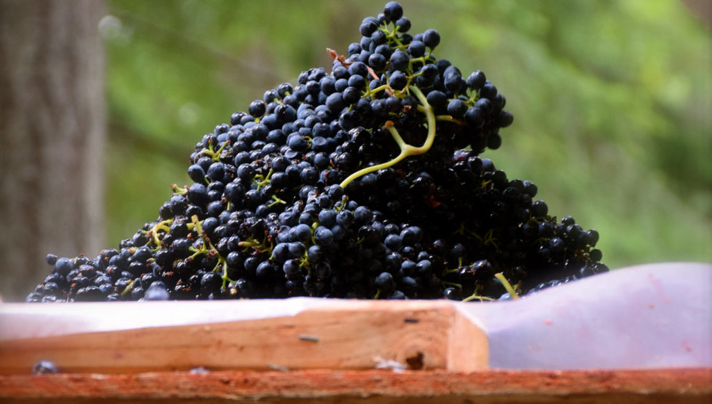 Grapes at Eleven Winery (photo: Nicole Piatti via Flickr / CC By 2.0)