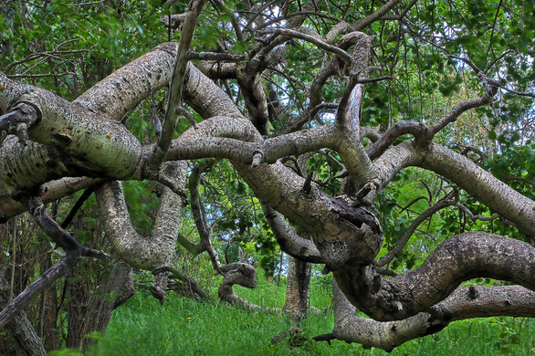 The Twisted Trees of Alticane