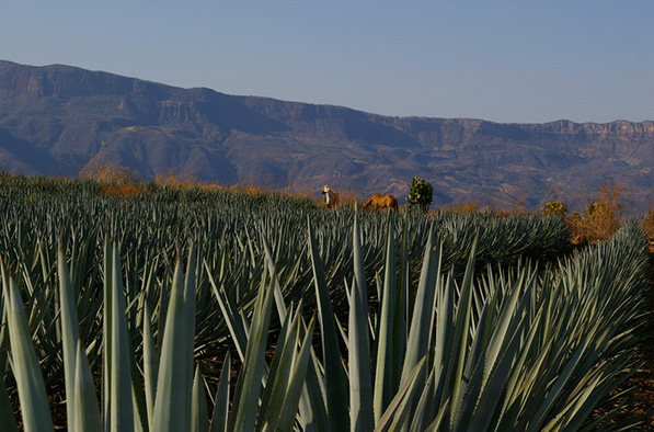 The agave fields outside Tequila (Photo: Thomassin Mickael via Flickr)