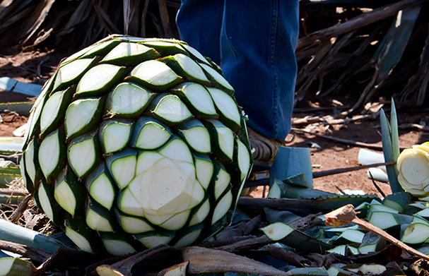 The heart of the agave plant (Photo: omarsan via Flickr)