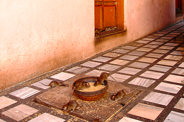 Snacking on grain in the corridor (Photo: Paul Stafford)