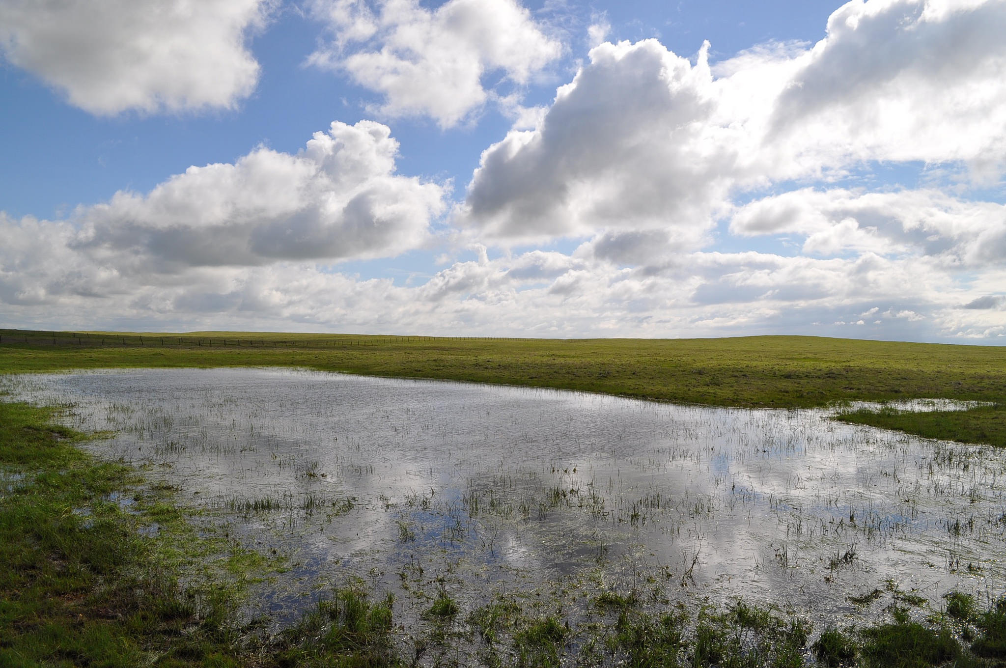 Vernal Pools