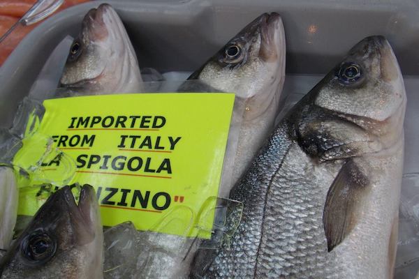 Find imported fish from Italy at Randazzo's Seafood, photo by Tracy Kaler