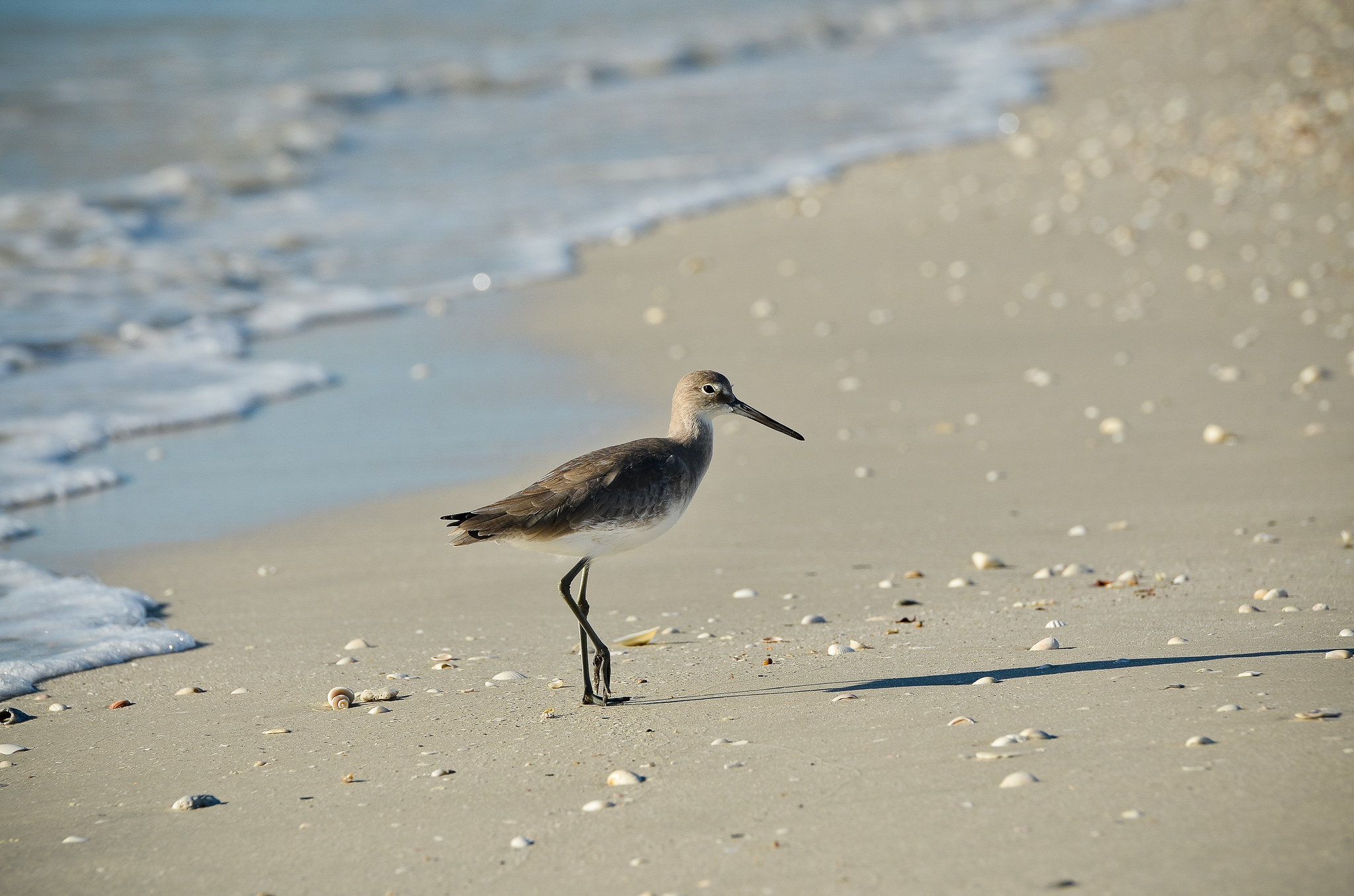 Barefoot Beach Preserve