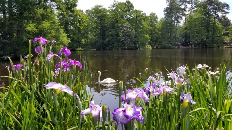 Swan Lake Iris Gardens Will Stop You In Your Tracks