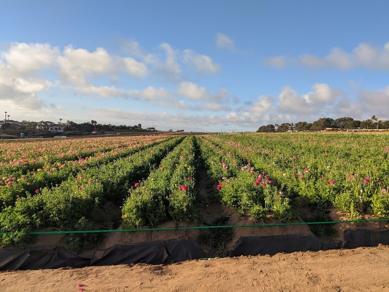 The History Behind This Blooming Landmark