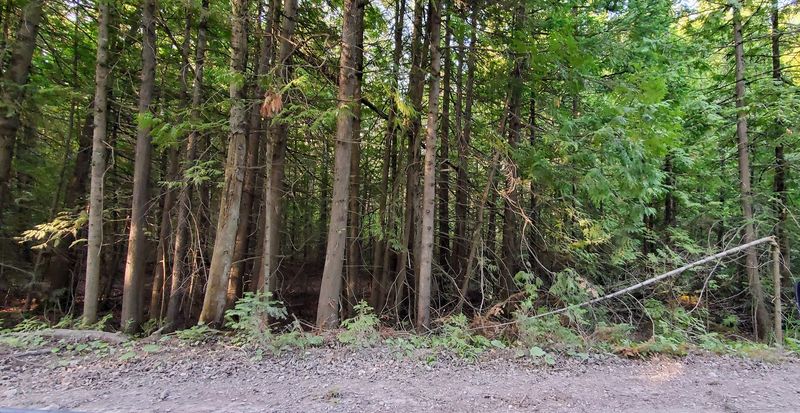 Wildlife Encounters And What Might Cross Your Path