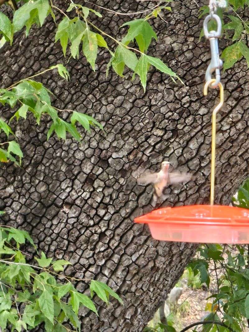 Gardens And Feeders That Attract The Birds
