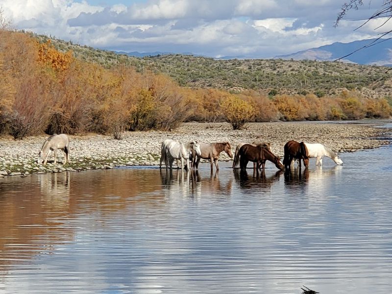 Salt River Recreation Area