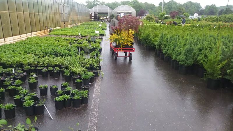 Shrubs, Trees, And The Serious Gardener's Paradise