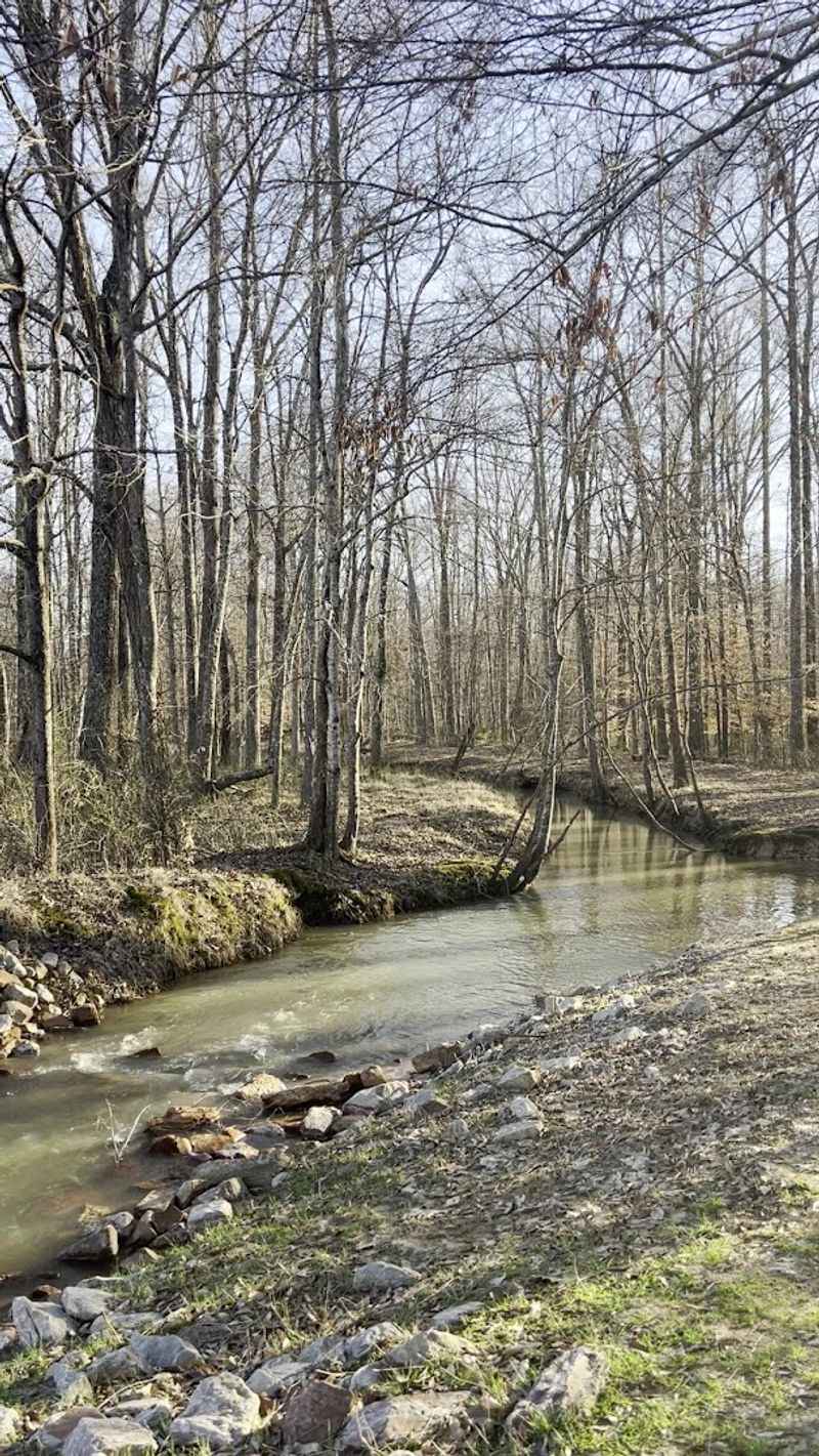The Pond Comes Alive With Cypress Trees And Hidden Channels