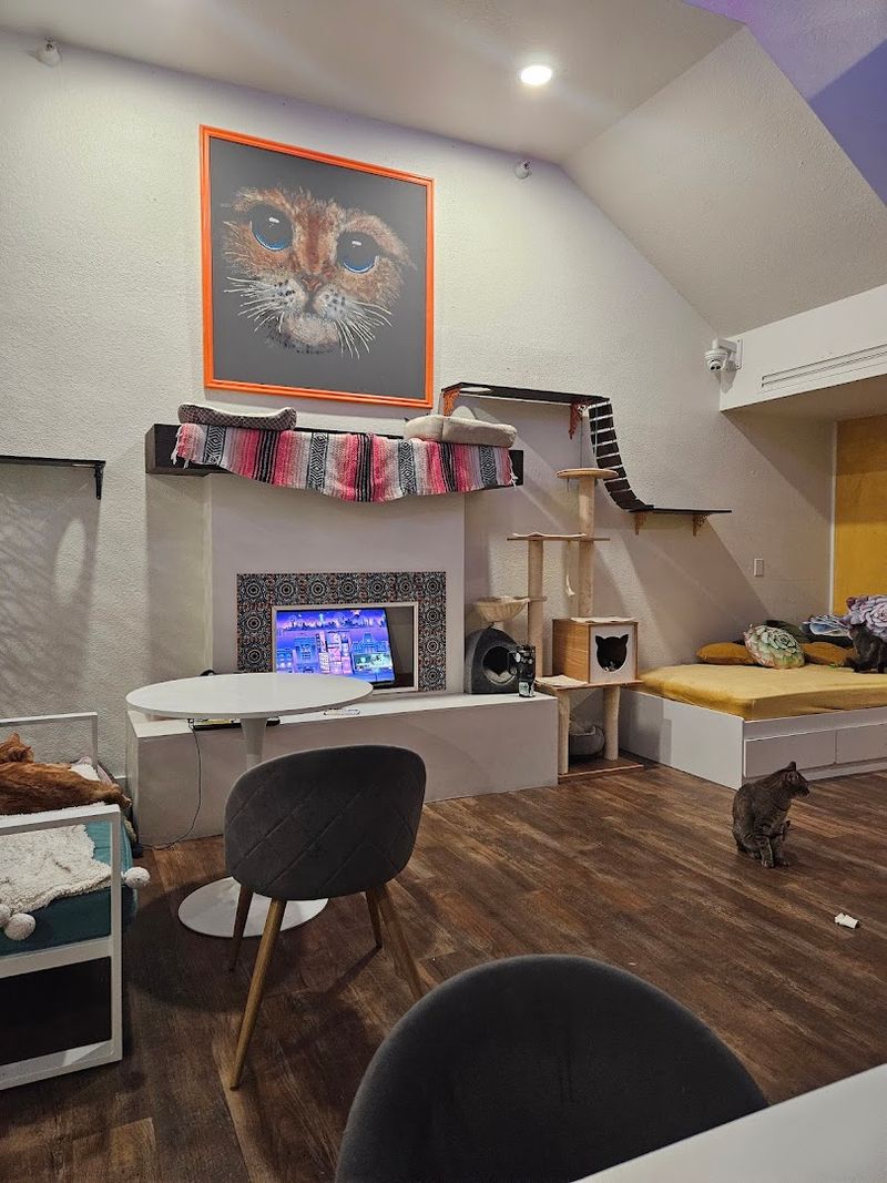 Interactive Play Areas For Cats