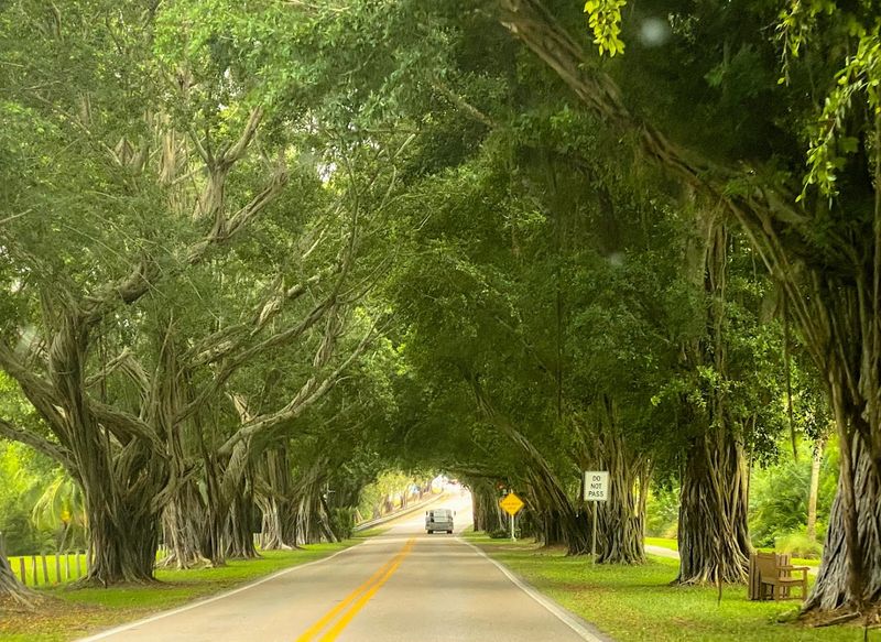 What Makes The Tunnel Of Trees So Special