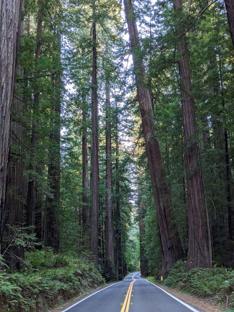 Avenue Of The Giants