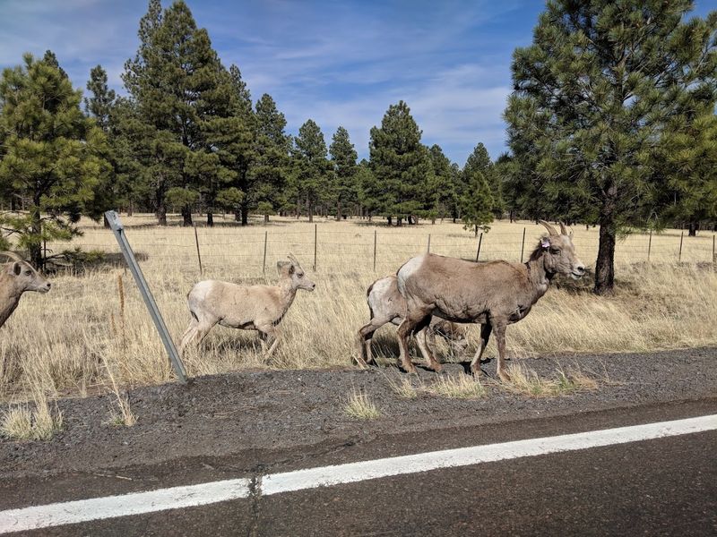 Animal Encounters You Will Not Forget