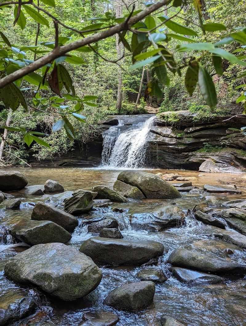 Wildlife Encounters That Make You Pause In Wonder