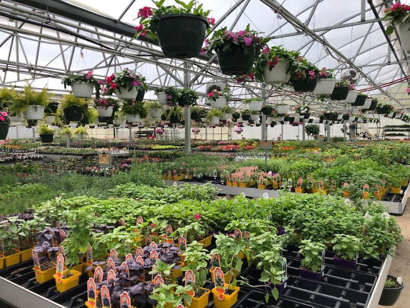 The Greenhouse And Plant Shop Next Door